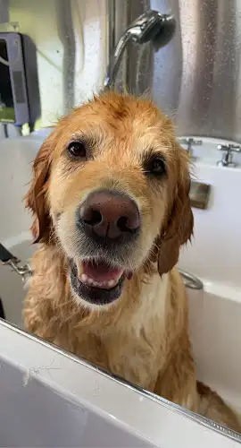 Bubbles Doggy Wash Penrith - Pet Groomer in Emerton
