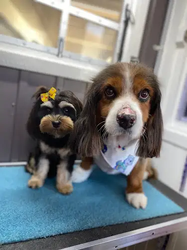 Bubbles N Bows Dog Wash And Grooming - Pet Groomer in Cessnock