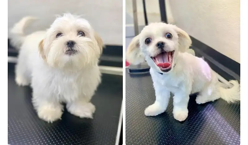 Bucks Collar & Comb - Pet Groomer in Mutchilba