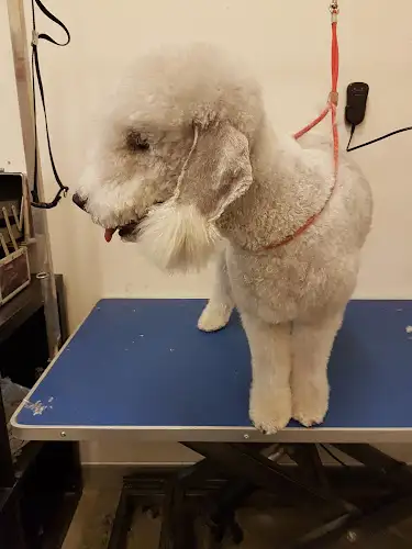 Canine Creations Dog Grooming - Pet Groomer in Nahrunda