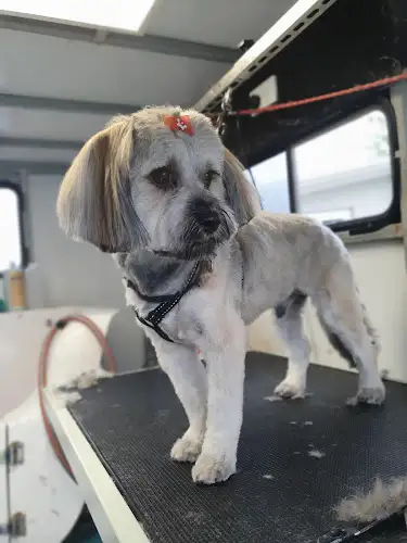 Carly's Cool Canines - Pet Groomer in Mount Hunter