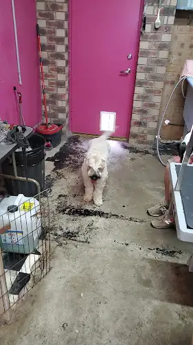 Carmen Pet Grooming Salon - Pet Groomer in Kuraby