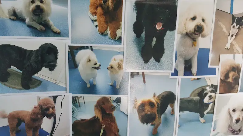 Caroline's Pet Salon - Pet Groomer in Riordanvale