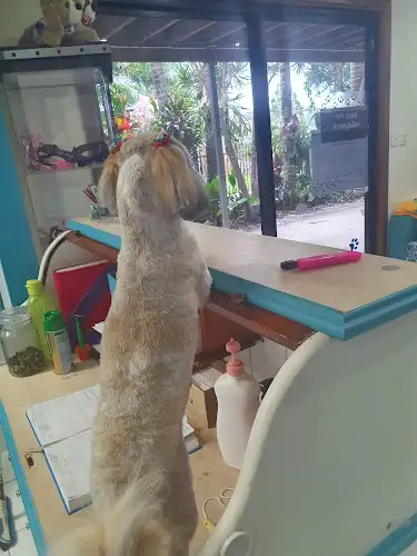 Caz's Pet Indulgence - Pet Groomer in Cannonvale