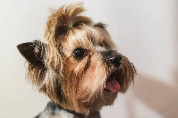 Central Coast Grooming Salon - Pet Groomer in Ulverstone