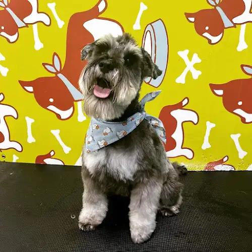 Charlie's Mates - Pet Groomer in Wentworth Point