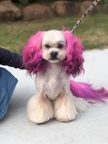 Cheeky Chops Pet Grooming - Pet Groomer in Bracalba