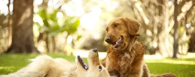 Childers Dog Grooming - Pet Groomer in Childers