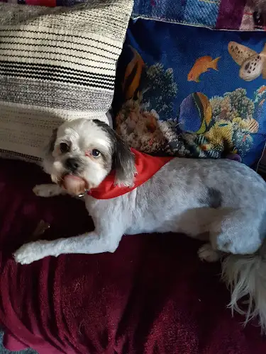 Classic Touch Dog Grooming - Pet Groomer in Kooringal