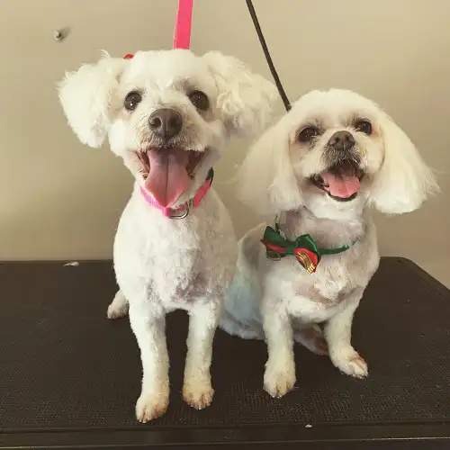 Classy K9s Boutique Spa - Pet Groomer in Kallangur