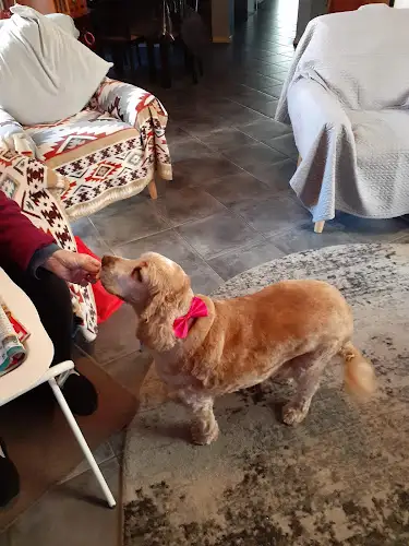 Cliff's Big Red Dog Grooming - Pet Groomer in Glendon Brook