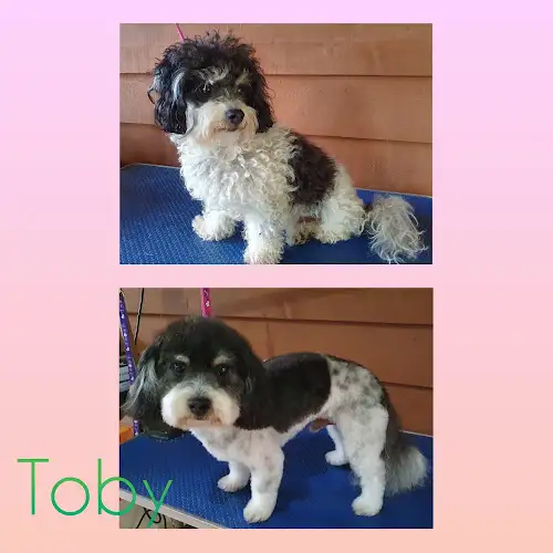 Clip, Dip & Snip Pet Grooming - Pet Groomer in Pomona