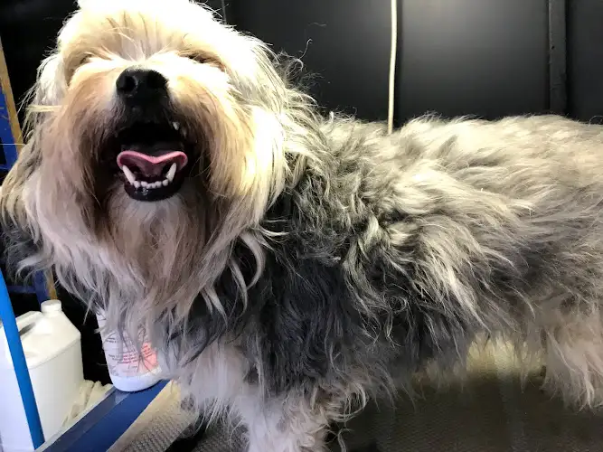 Clippers Dog Grooming By Thera - Pet Groomer in Crookwell