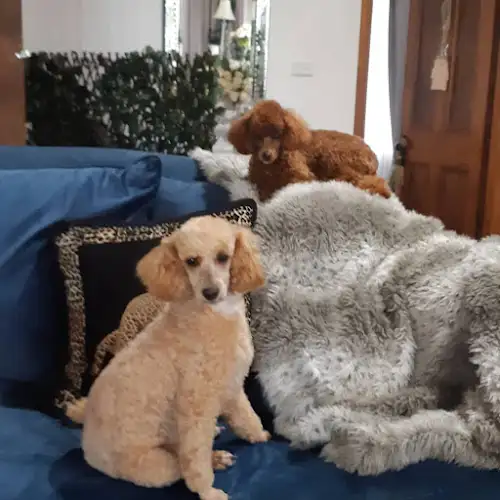Coastal Grooming - Pet Groomer in Merimbula