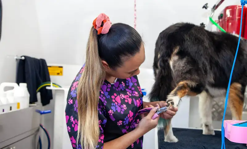 Comb & Collar - Pet Groomer in Thornlands