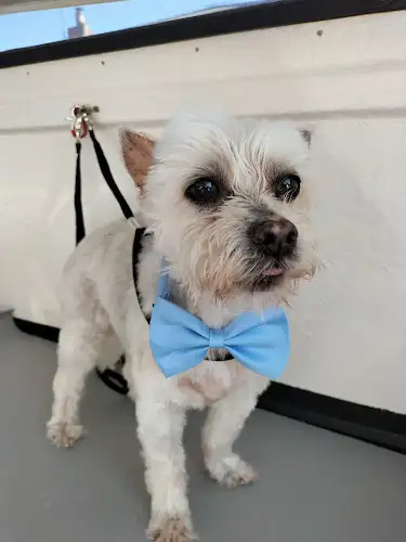 Cottontail Pet Care - Pet Groomer in Stowport