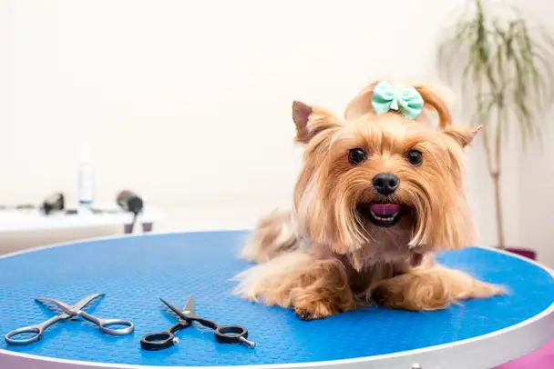Cuddly Dog Grooming - Pet Groomer in Horsham