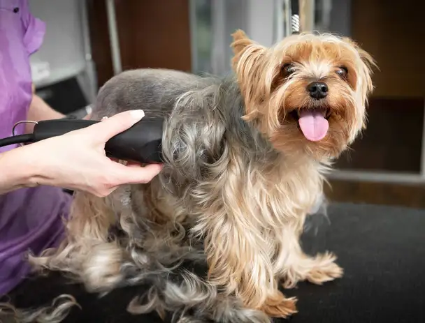 Cute Clips Grooming - Pet Groomer in Cessnock