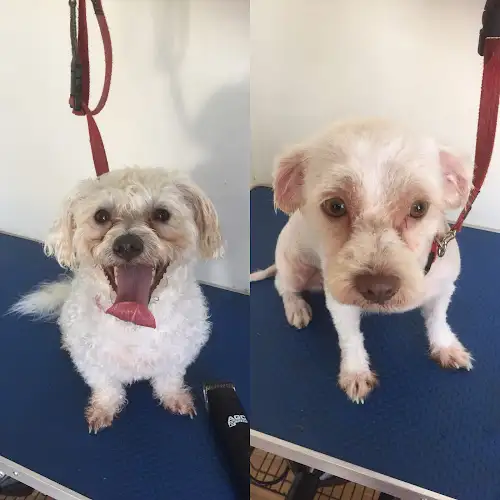 Cutz For Mutts Mobile Dog Grooming - Pet Groomer in Ludmilla