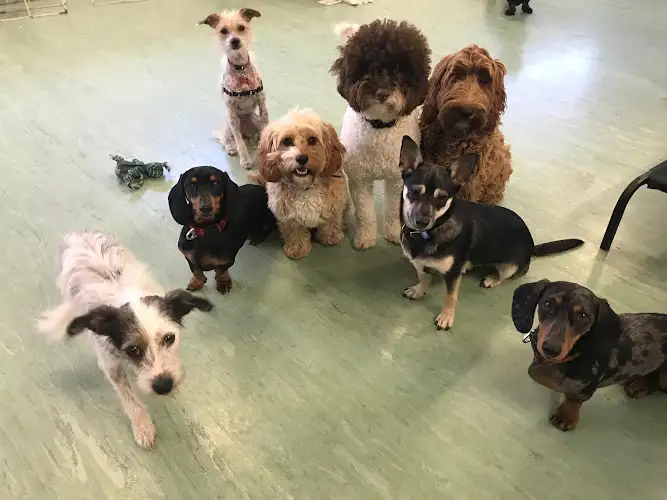 Darlo Dogs - Pet Groomer in Darlinghurst