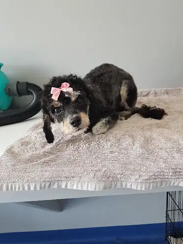 Darra Dog Grooming - Pet Groomer in Darra
