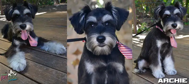 Darwin Pet Spa - Pet Groomer in Coconut Grove