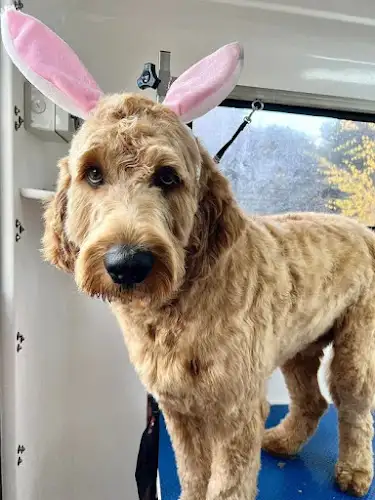 Dash DogWash Mornington - Pet Groomer in Mornington