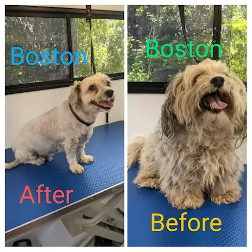 Dash DogWash Narangba - Pet Groomer in Murrumba