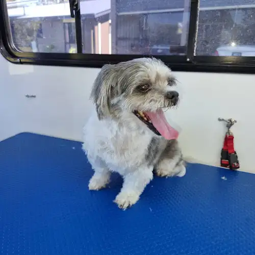Dash DogWash Urraween - Pet Groomer in Craignish
