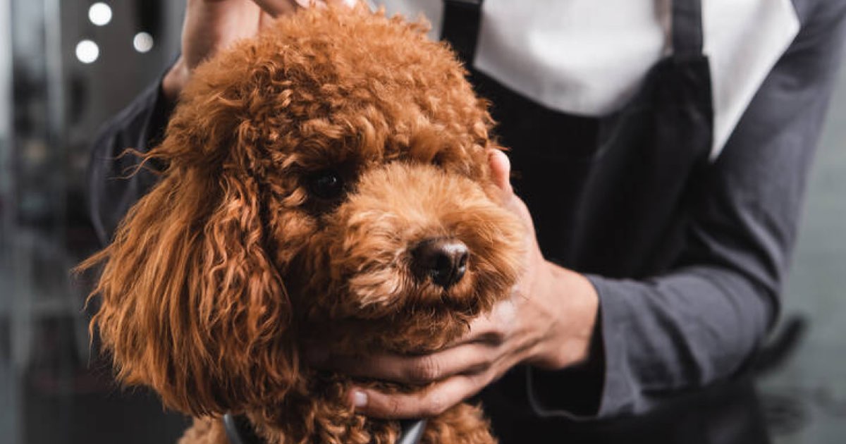 ShotVet Affordable Vaccinations, and Pet Care Near You