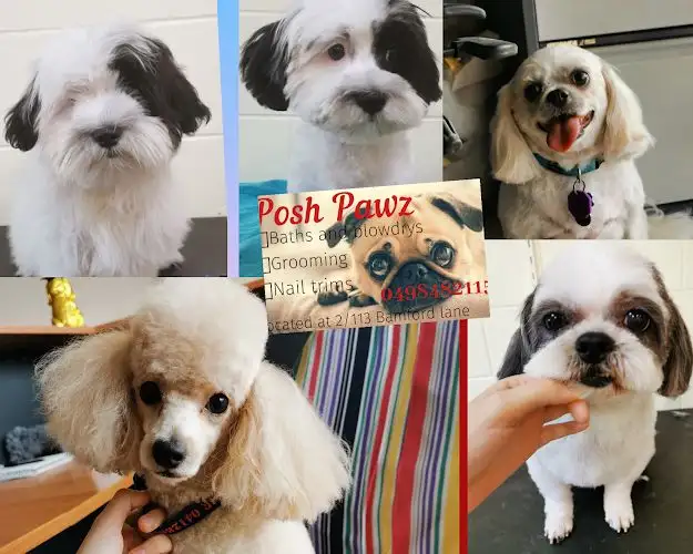 Deluxe Dog Grooming - Pet Groomer in Currajong