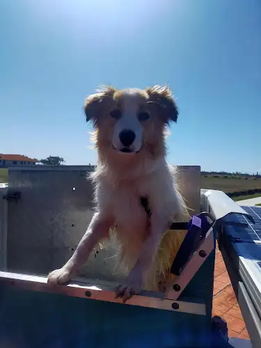 Deno's Mobile Dogwash - Pet Groomer in Coral Cove
