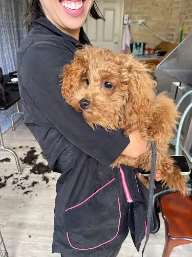 De's Dapper Dogs Grooming Salon - Pet Groomer in Condell Park