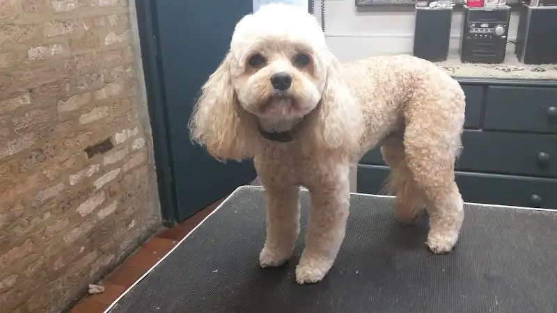 Dial-A-Dog - Pet Groomer in Woollahra