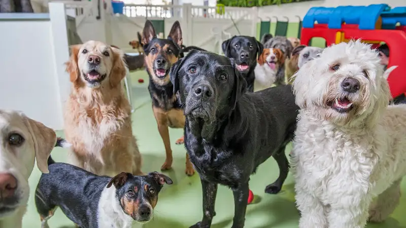 Diggiddydoggydaycare - Pet Groomer in South Melbourne