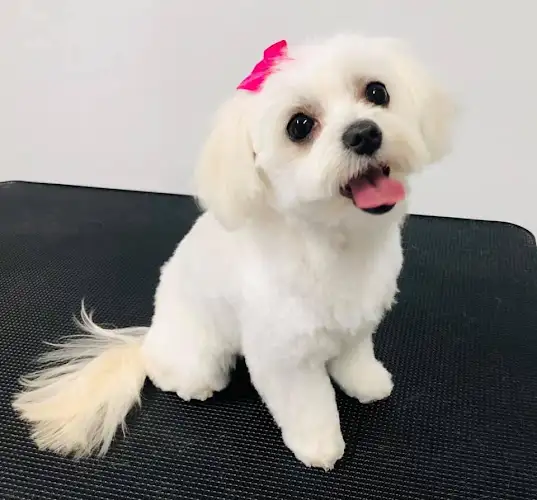 Diggity Dog Grooming - Pet Groomer in Brassall