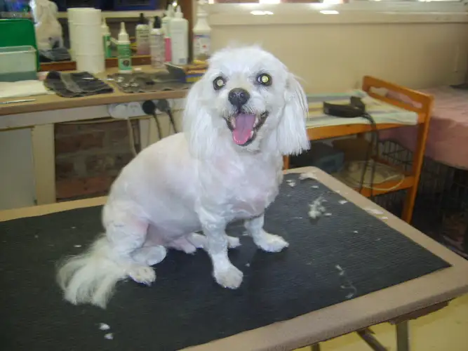 Dirty Dog Salon - Pet Groomer in Coffs Harbour