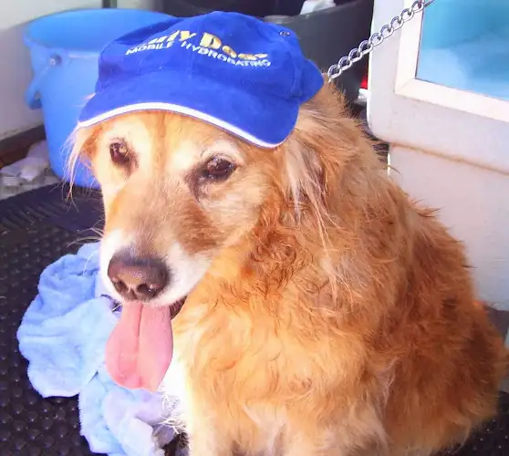Dirty Dogs Mobile Hydrobathing - Pet Groomer in St Helens Park