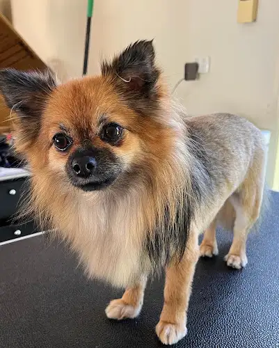 Dirty Mutts Dog Grooming - Pet Groomer in Scarness