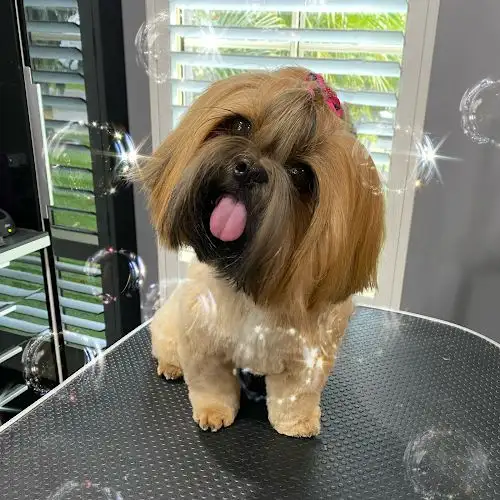 Dog Addiction - Pet Groomer in Engadine