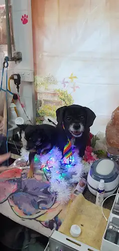 Dog & Cat Clipping & Grooming - Pet Groomer in Kingaroy