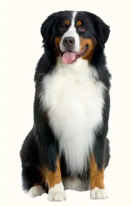 Dog Grooming Salon