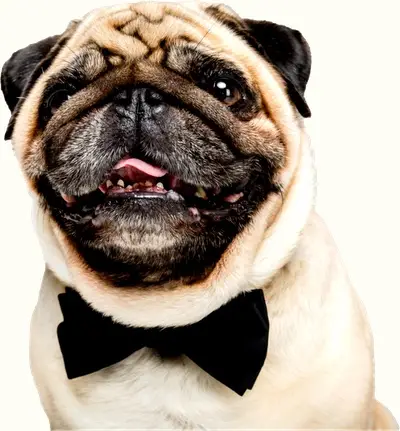 Dog with bow tie