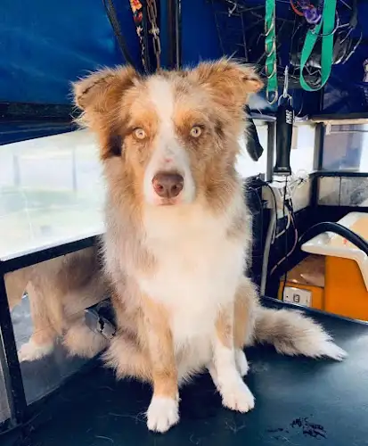 Dog Star Pet Grooming - Pet Groomer in Wagga Wagga
