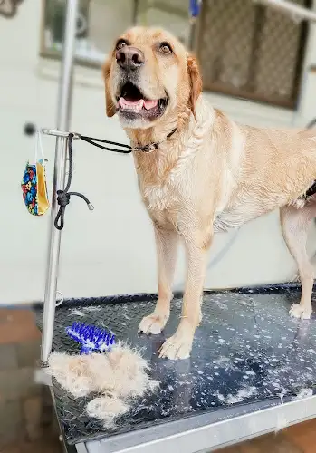Dog Tales - Pet Groomer in Trinity Park
