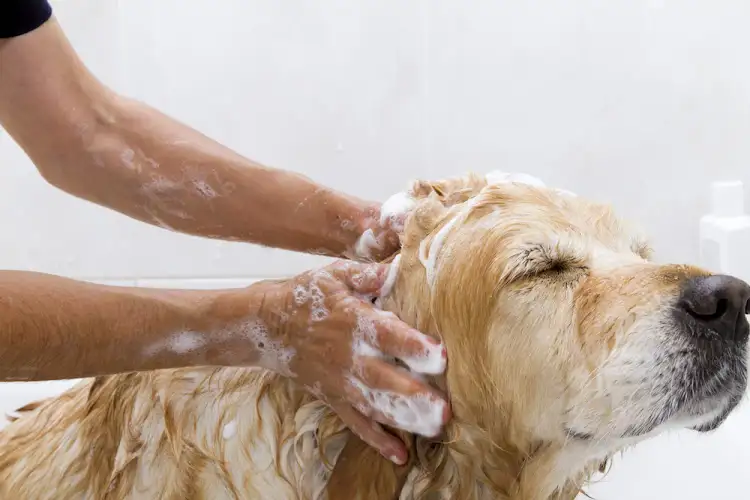 Dog Wash Townsville - Pet Groomer in Townsville
