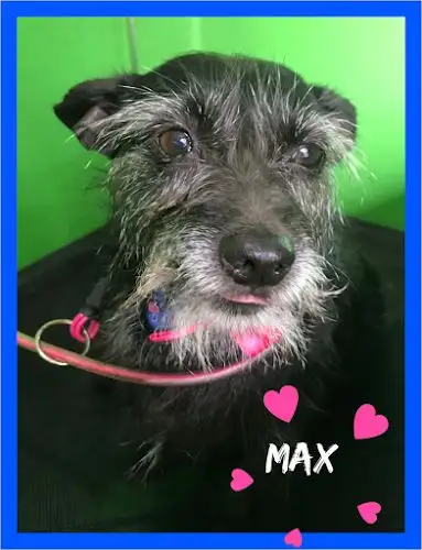 Dogawash Home Care - Pet Groomer in Bellambi