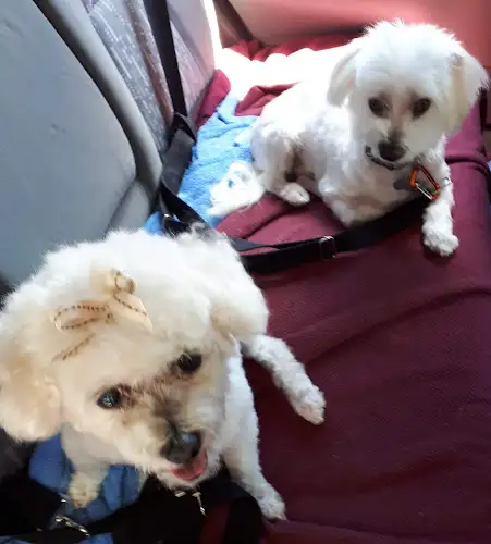 Doggie Cutz - Pet Groomer in Maleny