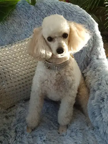 Doggie Style Grooming - Pet Groomer in Darra