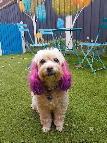 Doggies Day Out Dog Grooming - Pet Groomer in Bentleigh